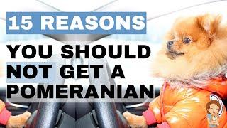 15 Reasons Why You Should Never Get A Pomeranian