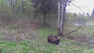 Встреча с Медведем в лесу, на фотоловушку чем питаются медведь весной ?