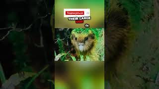 Kakapo The World's Heaviest Parrot #Kakapo #Parrots #Wildlife