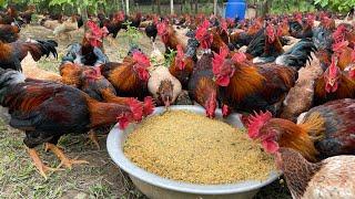 The process of raising native chickens from 1 day old to adulthood - chicken farm.