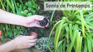 Semis de printemps