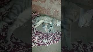 #Shorts. Pintu. Cat with her new Born Baby  Kitten 
