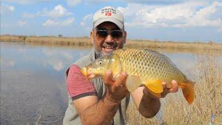 sezonun son sazan, yılan balığı avı #carp fishing # kamp