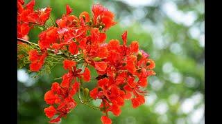 FLAMBOYANT