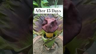 How I grew yam flower in pot#viralvideo#gardening#flowers#shorts#nature#love