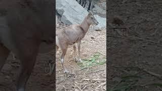 Lily (a female Urial)#best #viral #shorts #wildlife #nature #conservation #no1