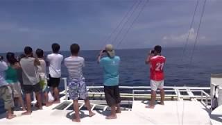 Marine Mammal Field Course 2012 (Bohol Sea, the Philippines)