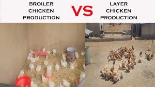 Layers vs. Broilers Which Chicken Farming is More Profitable ?