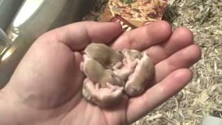 Handful of Hamsters