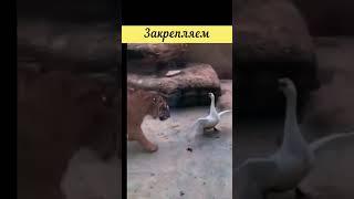 ДЕТОЧКА, Где Ваше Место? Навыки УБЕЖДЕНИЯ #funnyshorts #тренинг  #смешные #позитив #youtubeshorts