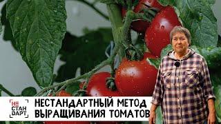 Нестандартный метод выращивания томатов / Нестандарт / Серия 10