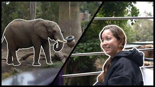 San Diego Zoo IRL with the Alveus Sanctuary Crew - 9/18/24