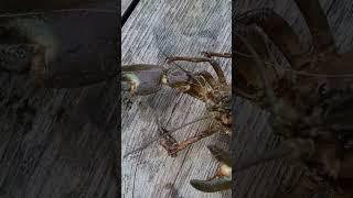 #fishing #fishingtips #youtubeshorts #youtubefishing #рыбалка #спиннинг