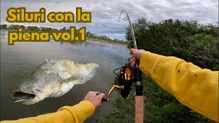 Siluri con la piena vol.1 -  Angry catfish