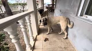 Kangal Hirtenhund, ein Jahr alt in Alanya Antalya, Türkei 13. Januar 2025 Kangal, Dogs