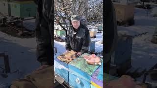 Пасека в феврале. Проверяем пчел на количество и наличие корма