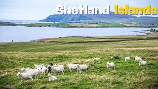 A Journey Through the Shetland Islands: Nature, History, and Culture