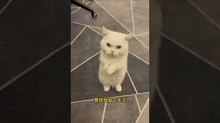 貓界最聰明的五種貓咪。