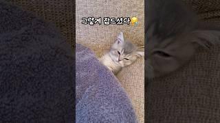 불쌍한 아기고양이 재우기 #고양이 #고양이일상 #고양이키우기 #아기고양이 #새끼고양이 #먼치킨 #먼치킨고양이 #귀여운고양이 #cat #munchkin #kitten