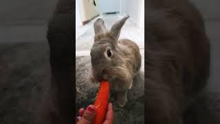#rabbit #apt #animals #cute #lionhead #carrot