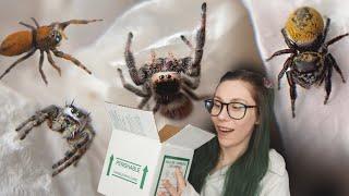 Unboxing 8!!! *DIFFERENT* Jumping Spider Species!! - Phiddpus - One Love Tarantulas