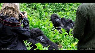 Gorilla Going Back in Forest After Meeting People in The Village  #SloggerVlogger #gorilla