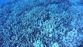 Nice Eel during Scuba dive off Kaanapali