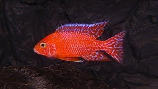 Aulonocara Fire Fish