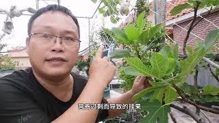 “切一刀”就能挂果？比磷酸二氢钾效果好，一叶一果子