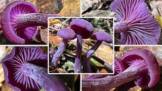 Violetter Lacktrichterling essbar | Verwechslung, Schadstoffbelastung | Laccaria amethystina