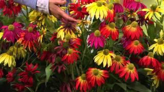 Cottage Farms 6-pc. Rainbow Coneflowers Collection with Rachel Boesing