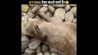 Why Do Sea Otters Juggle Rocks 🪨