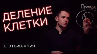 МИТОЗ - ДЕЛЕНИЕ КЛЕТКИ | ЕГЭ Биология | Даниил Дарвин