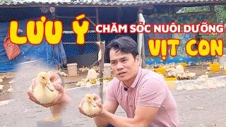 Lưu ý khi nuôi dưỡng, chăm sóc vịt con새끼 오리  키우기 주의사항
