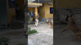 Malinois bảo vệ #becgie #germanshepherd #chó #pets