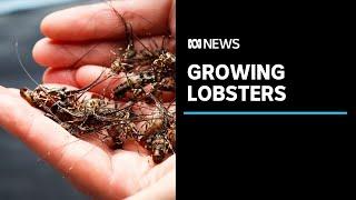 How to grow lobsters on land: The pioneers trying to develop an on-shore industry | ABC News