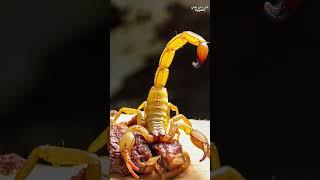 العقارب وسمات جسمها الفريدة #الحشرات #insect #restore
