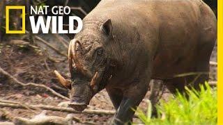 The Bizarre "Pig Deer" | Wild Indonesia