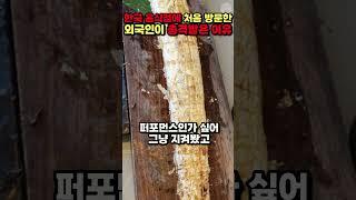 [해외반응] 한국 음식점에서 외국인이 갈치 해체쇼를 보고 충격받은 이유