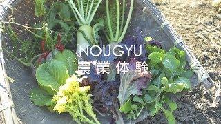 東京農夫體驗遊　Agricultual experiences in Tokyo　一年四季都有野菜收穫祭！　和風體驗遊　日本旅遊