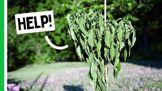 Protect Your Peppers In A HEATWAVE