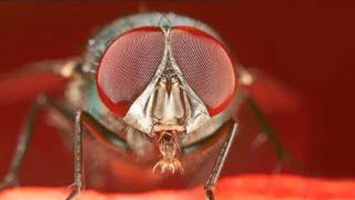 What's Up With Flies | Mini Documentary