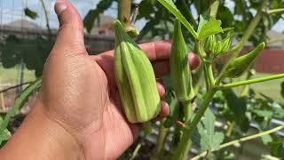 Growing Okra in Zone 8b