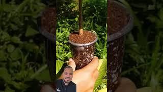 الترقيد الهوائى فى الجوافة #plant