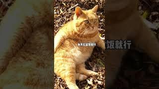 【猫咪叫不苦】望周知：小猫咪遇到心软的饭票要赶紧冲！