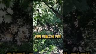 #shorts 양평리틀포레 카페 I took this video at Yangpyeong Little Fore Cafe! #양평용문