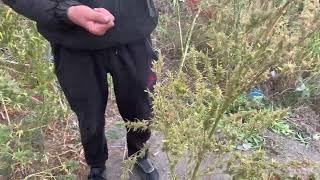 Outdoors Harvest October 12 аутдор харвест октябрь 12  вот так делают плохие люди