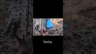 Sesame Farming: From Starting to Current Progress!