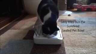Lexy Tries Out The Surefeed Sealed Pet Bowl