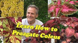 Coleus Plants, propagate and split these Great Plants